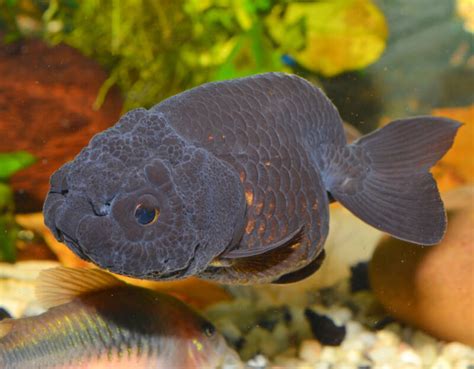 Ranchu Goldfish: Care Guide (with Tank Setup, Mates & Diet).